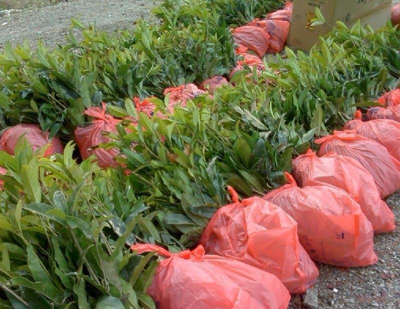 桂花苗1公分，品质好，成活率高，价格低。量大价格优惠。