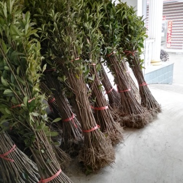 桂花苗1公分，品质好，成活率高，价格低。量大价格优惠。