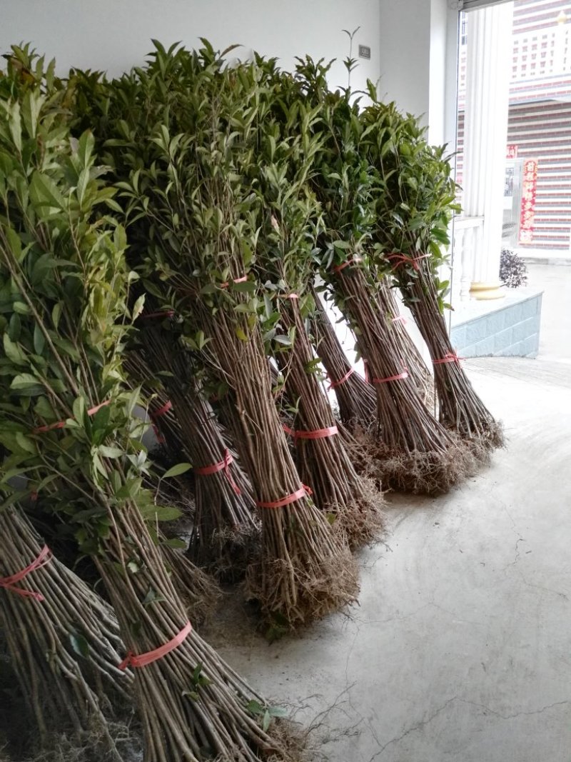 桂花苗1公分，品质好，成活率高，价格低。量大价格优惠。