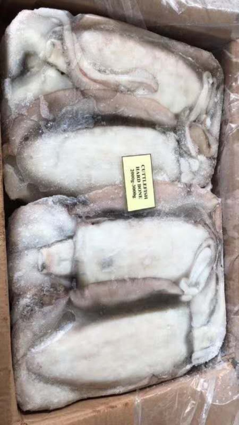 墨鱼！又叫乌贼