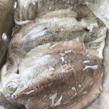 墨鱼！又叫乌贼