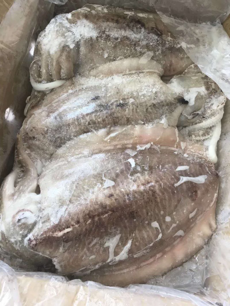 墨鱼！又叫乌贼