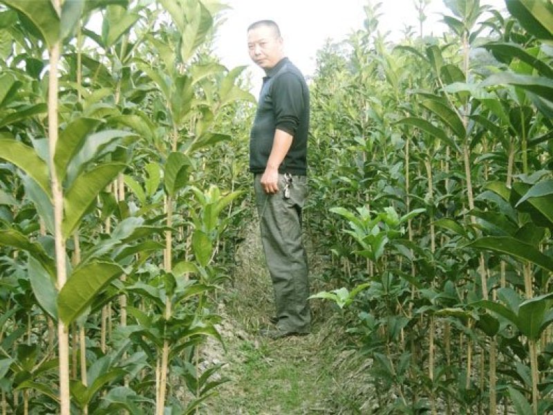 桂花苗1公分，品质好，成活率高，价格低。量大价格优惠。