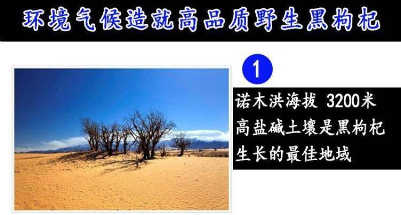 黑枸杞，