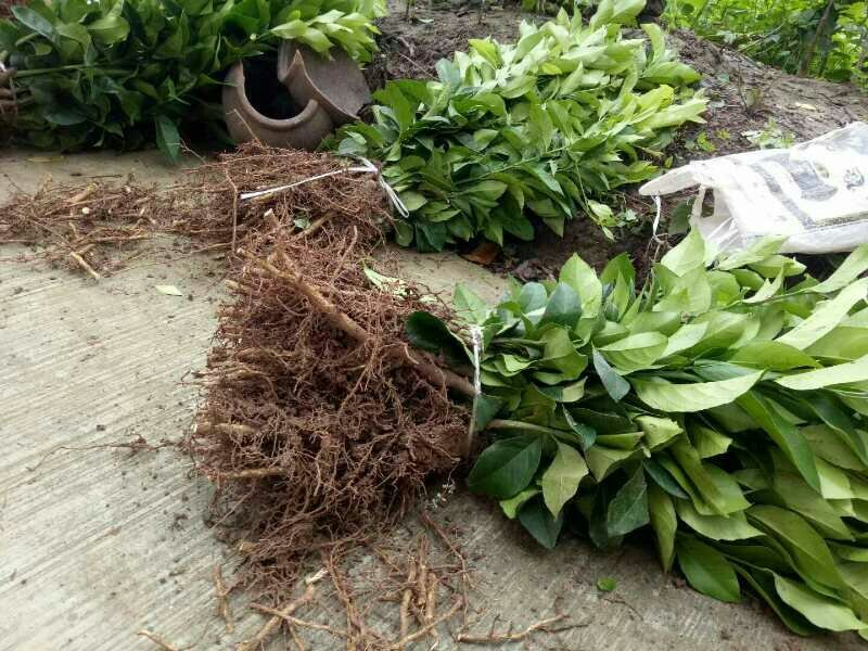 尤力克柠檬苗。美国优质柠檬品种。良种尤力克柠檬苗