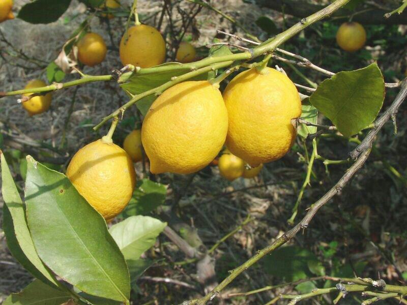 尤力克柠檬苗。美国优质柠檬品种。良种尤力克柠檬苗