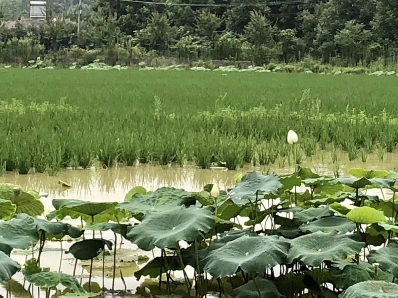 稻鳖共生大米