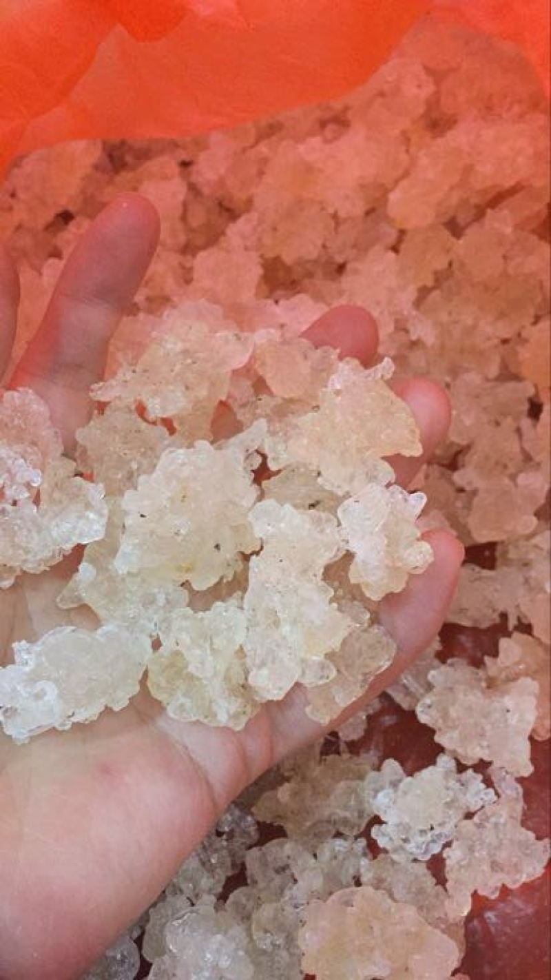 雪燕
