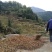 高山野生茶油上市