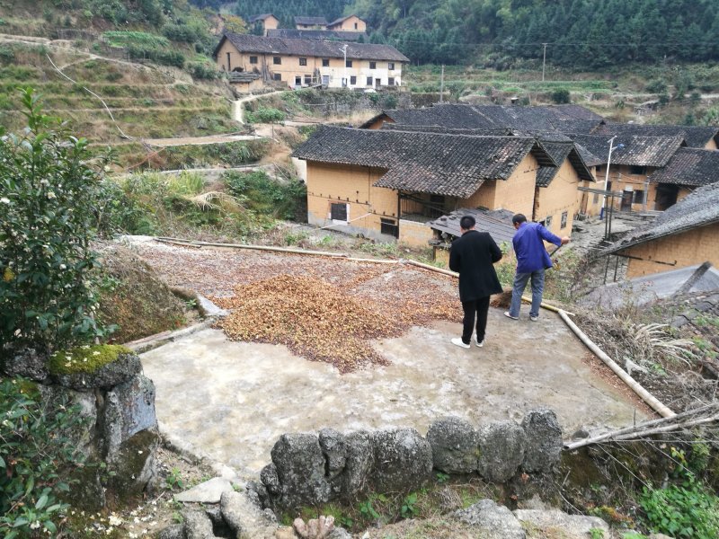 高山野生茶油上市