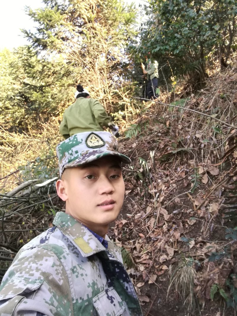 高山野生茶油上市