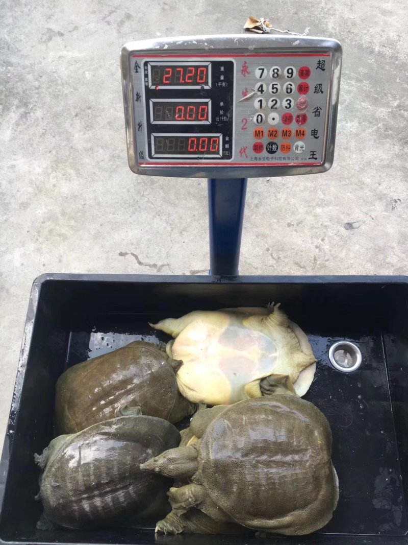 老水鱼