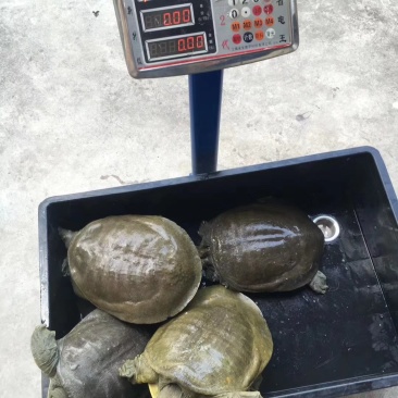 老水鱼