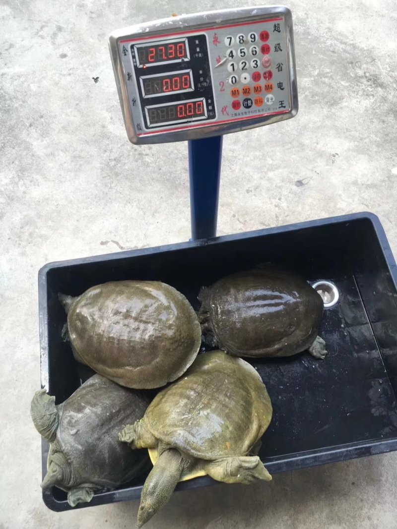 老水鱼