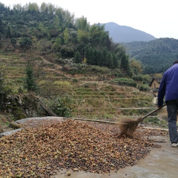 高山野生茶油