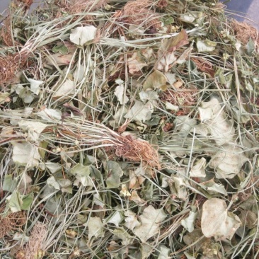 白耳菜，白折耳