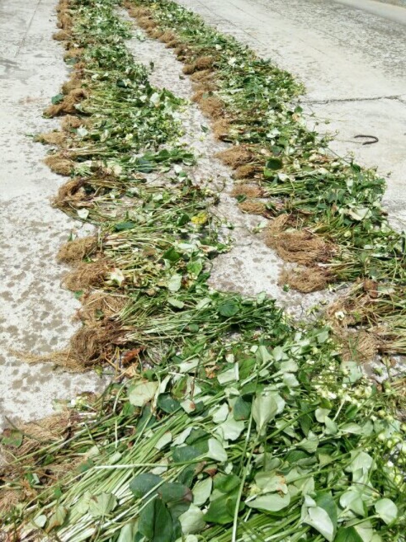 白耳菜，白折耳