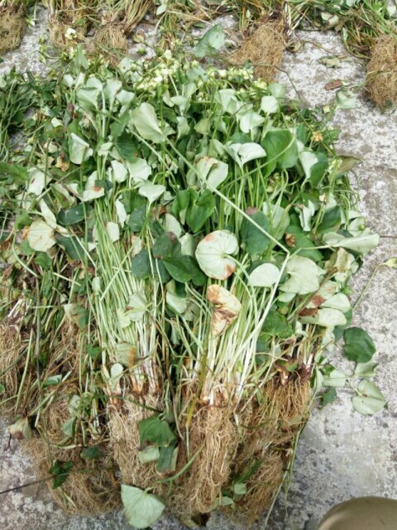 白耳菜，白折耳
