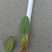 野生石橄榄