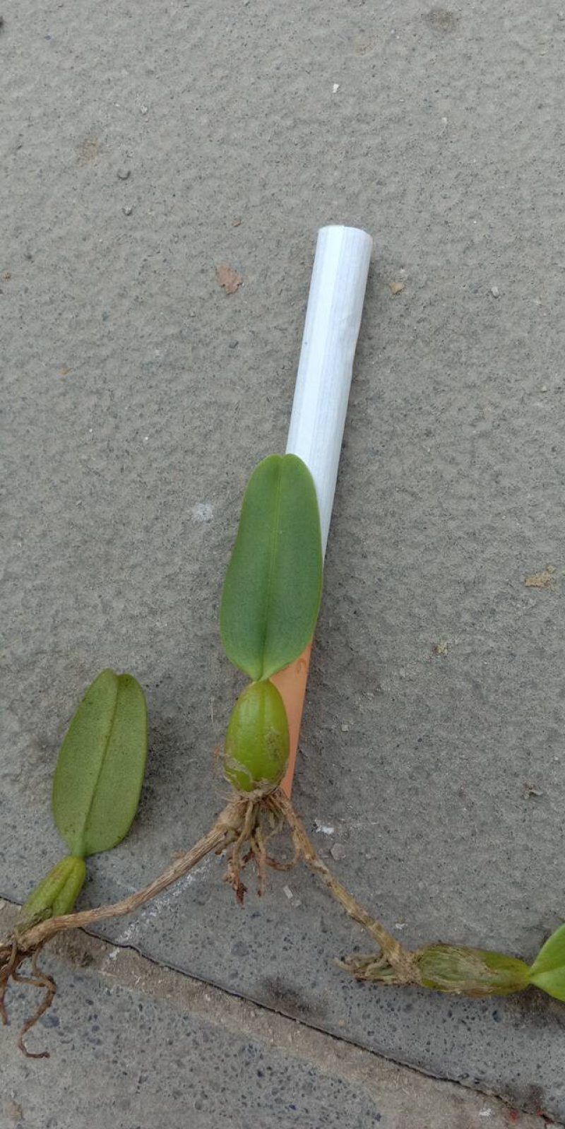 野生石橄榄