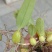 野生石橄榄