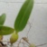 野生石橄榄