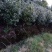 茶花