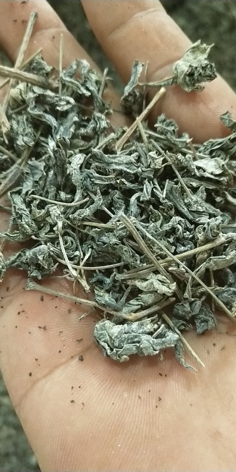 藤茶