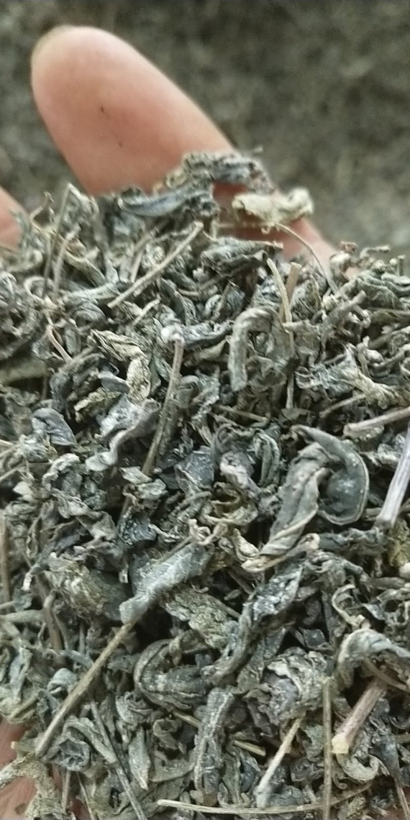 藤茶