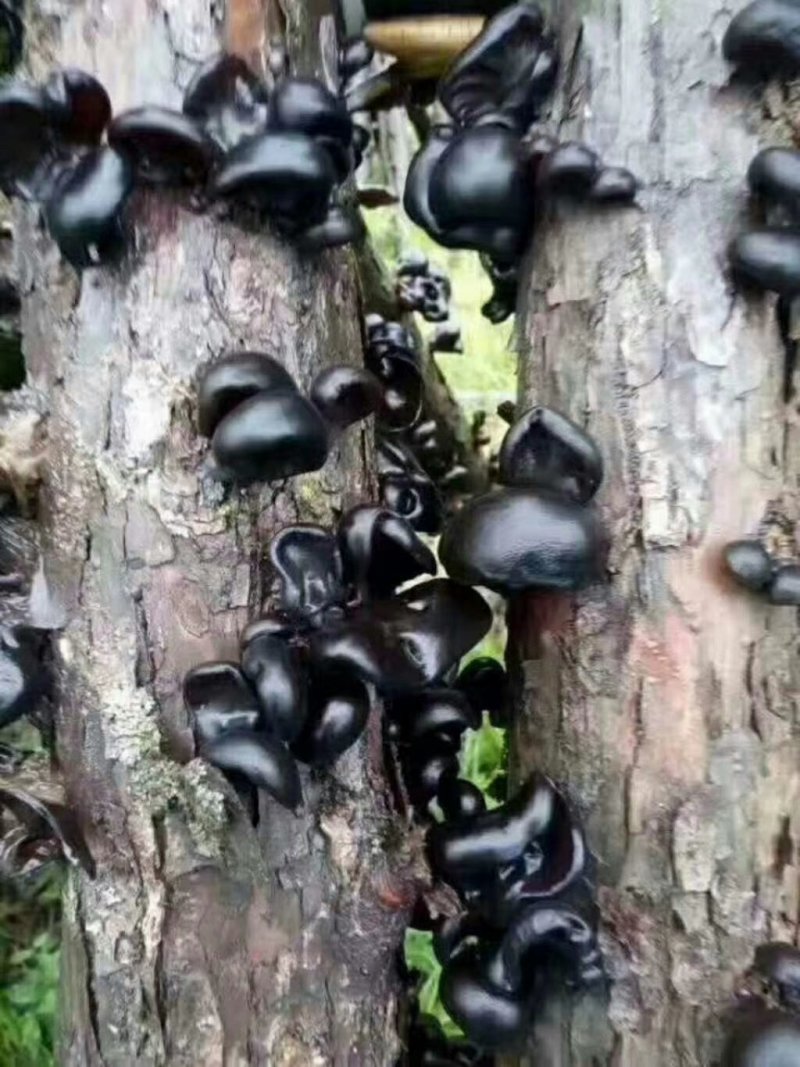 黑木耳