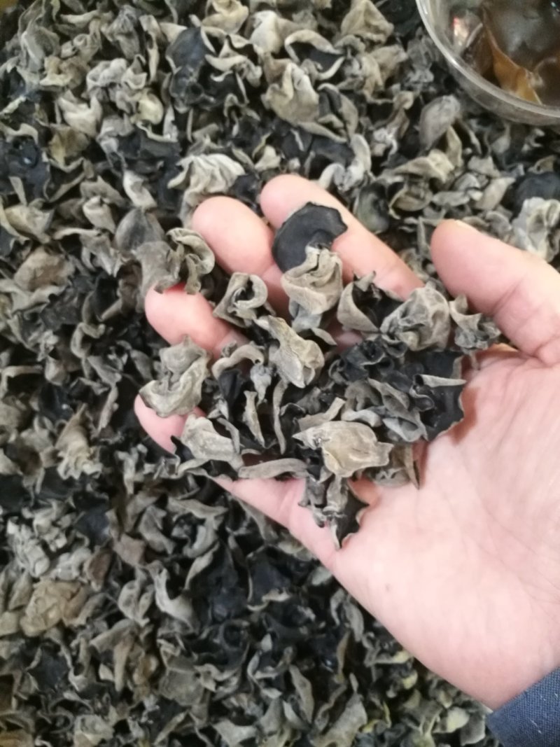 黑木耳