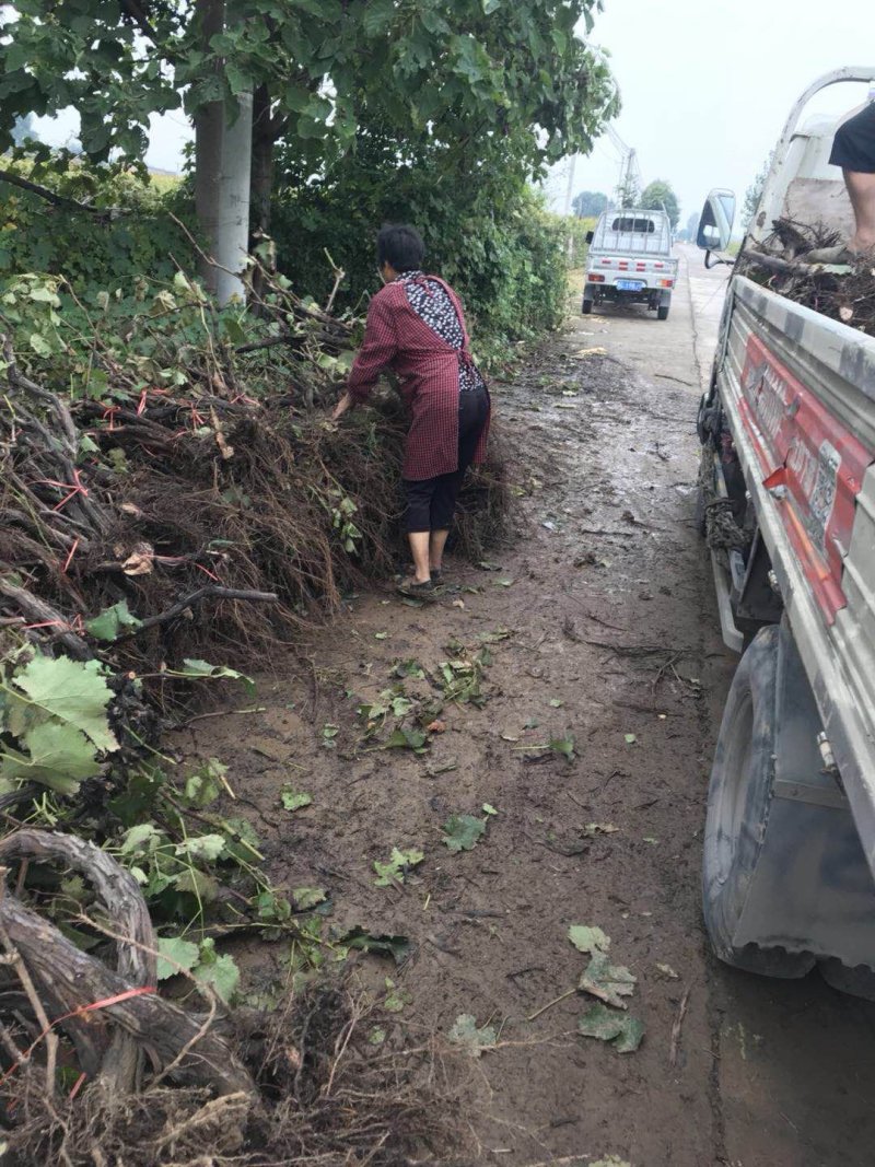 葡萄树2-5公分，占地赔偿高，产地直发，另售水泥葡萄杆。