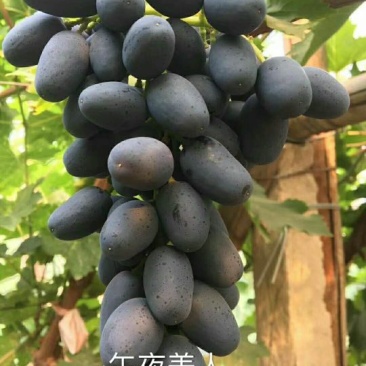 佳旺苗木基地本基地出售