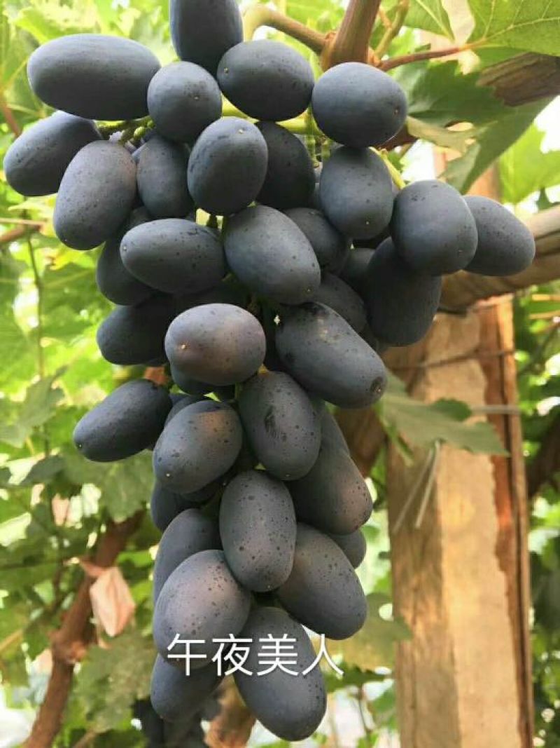 佳旺苗木基地本基地出售