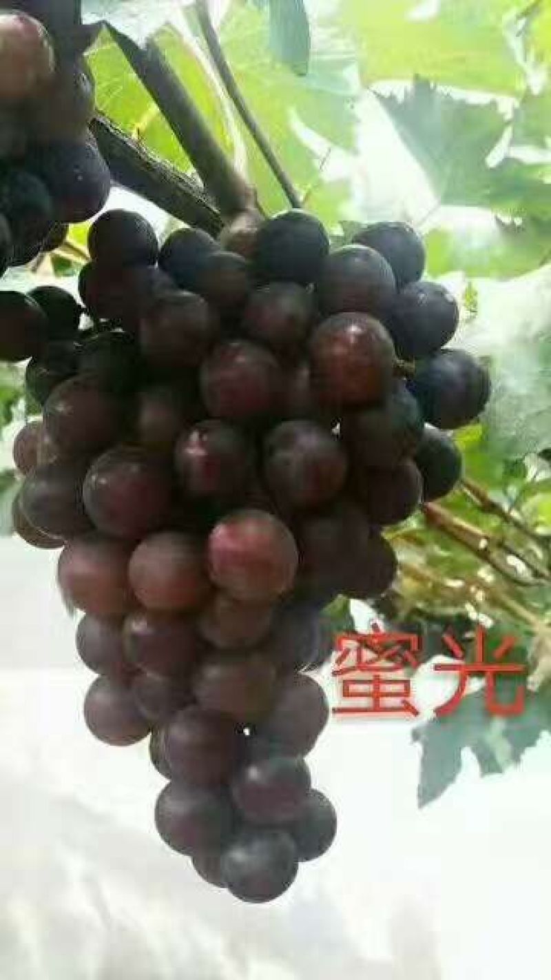 佳旺苗木基地本基地出售