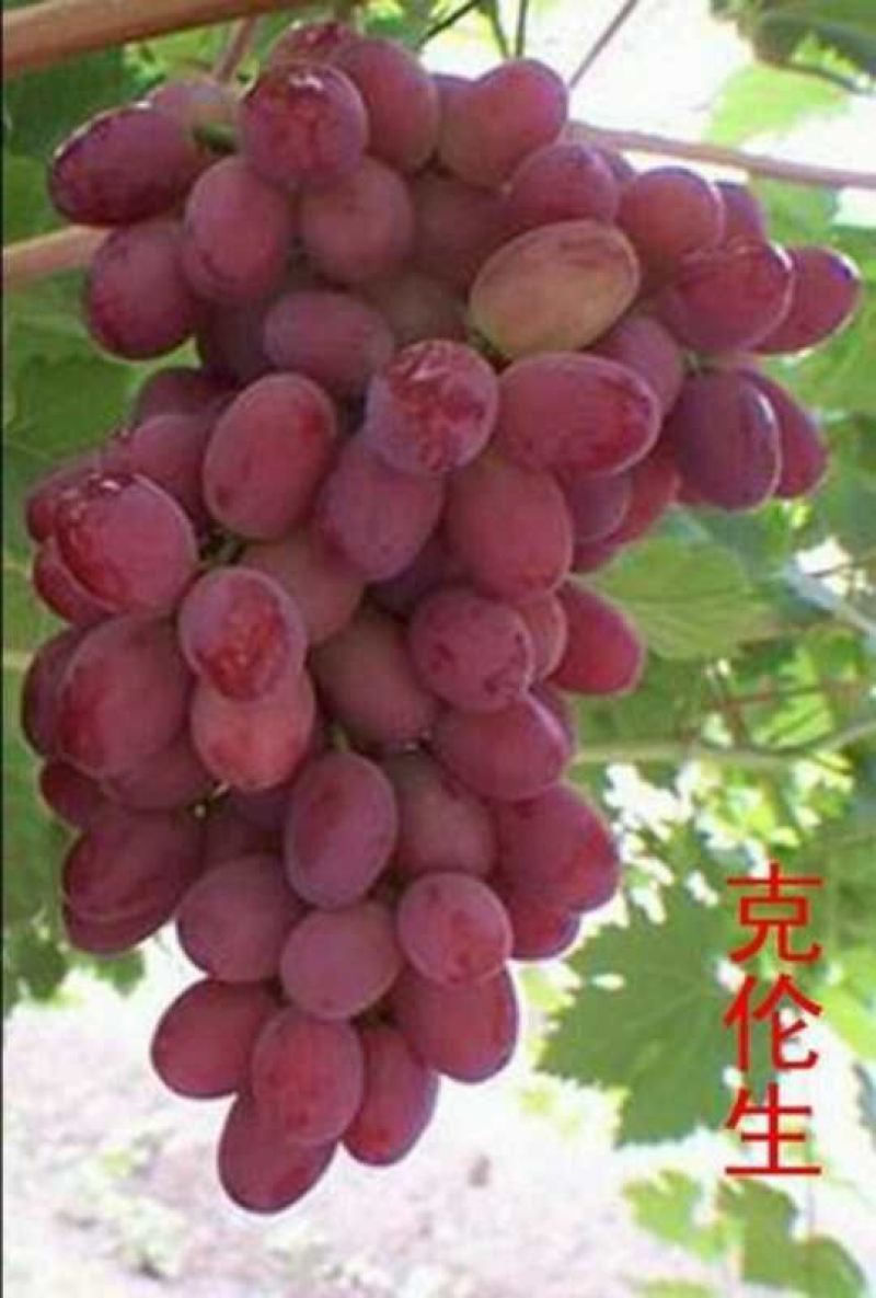 佳旺苗木基地本基地出售