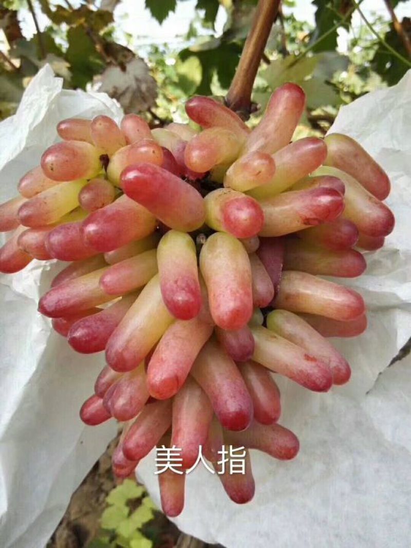 佳旺苗木基地本基地出售