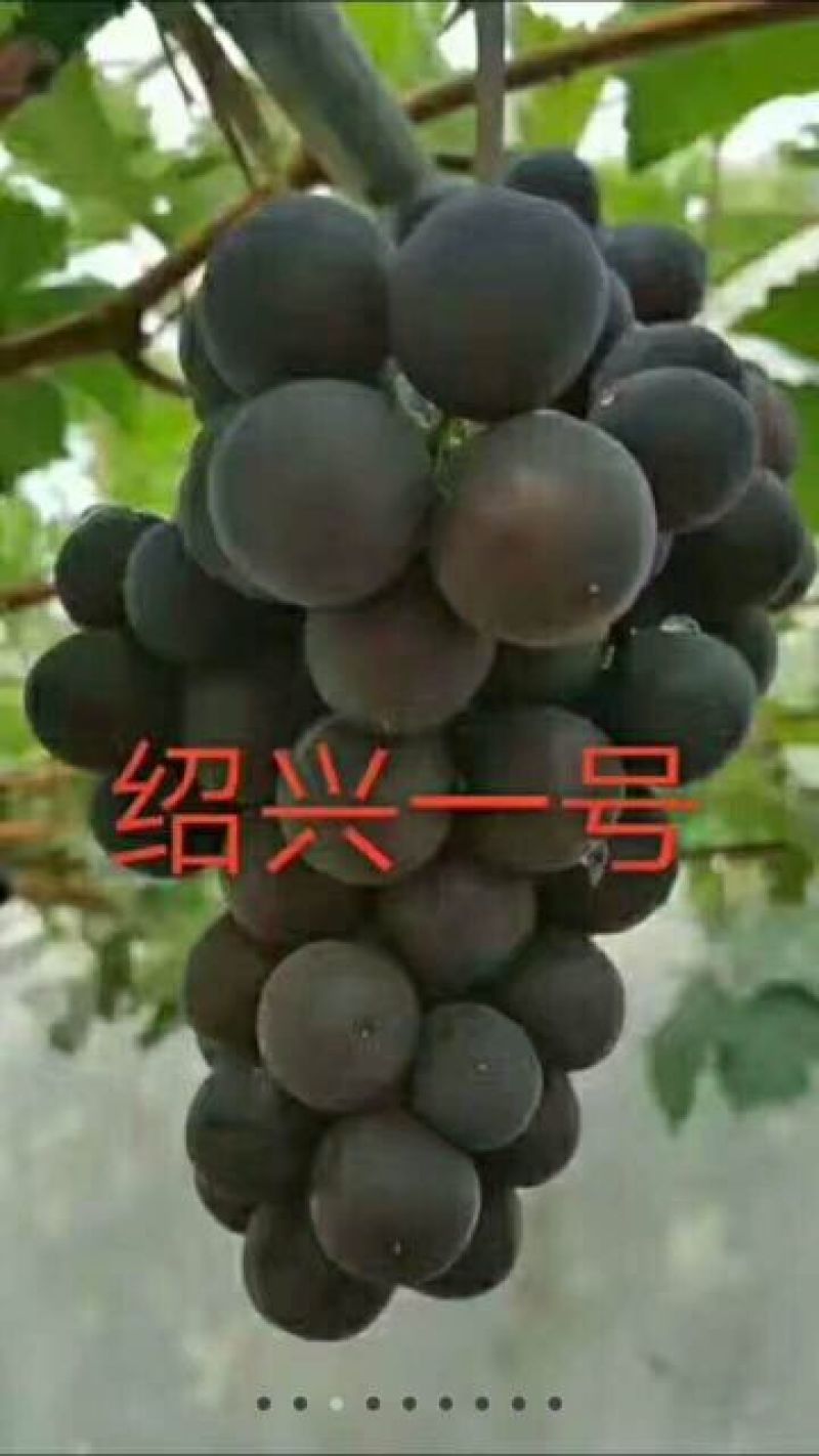 佳旺苗木基地本基地出售