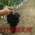 佳旺苗木基地本基地出售
