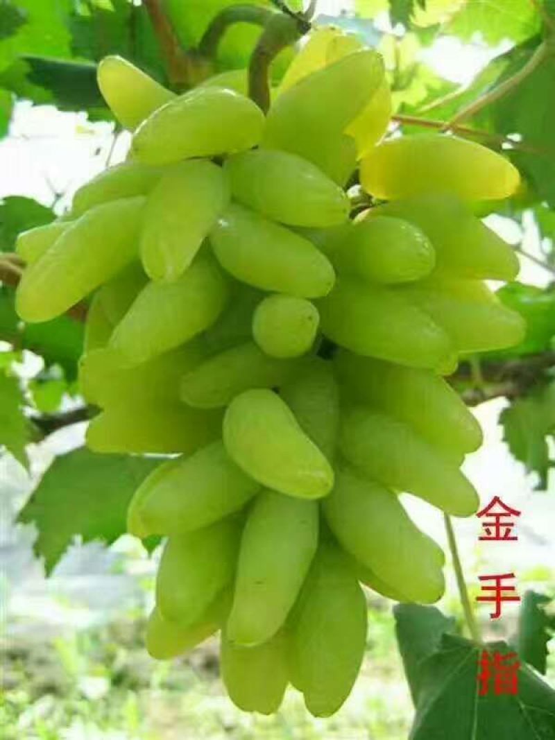 佳旺苗木基地本基地出售