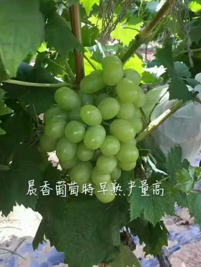 佳旺苗木基地本基地出售