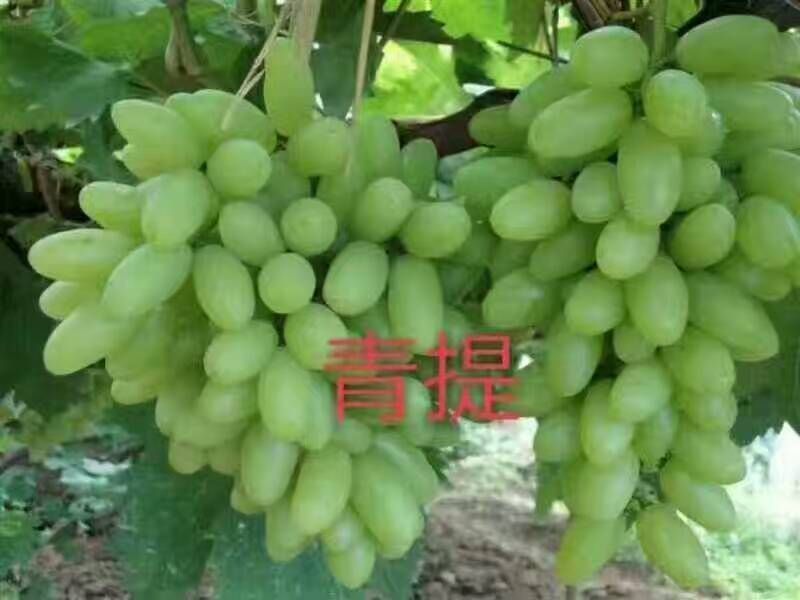 佳旺苗木基地本基地出售