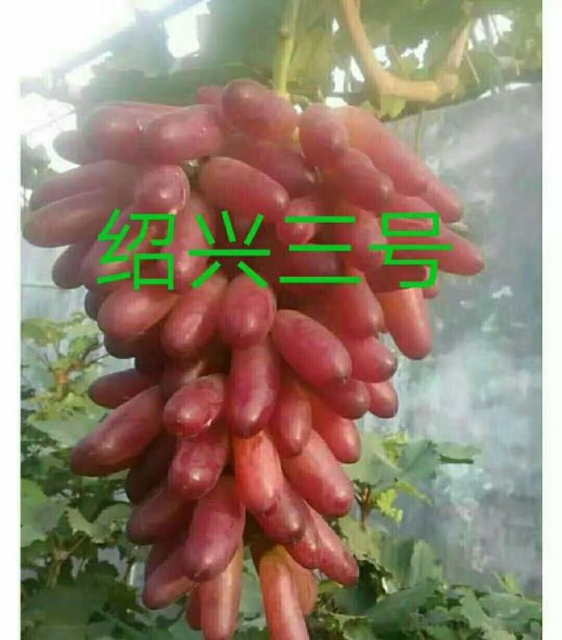 佳旺苗木基地本基地出售