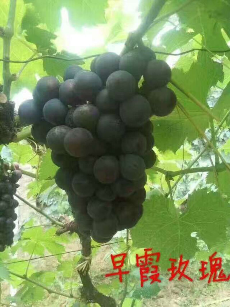 佳旺苗木基地