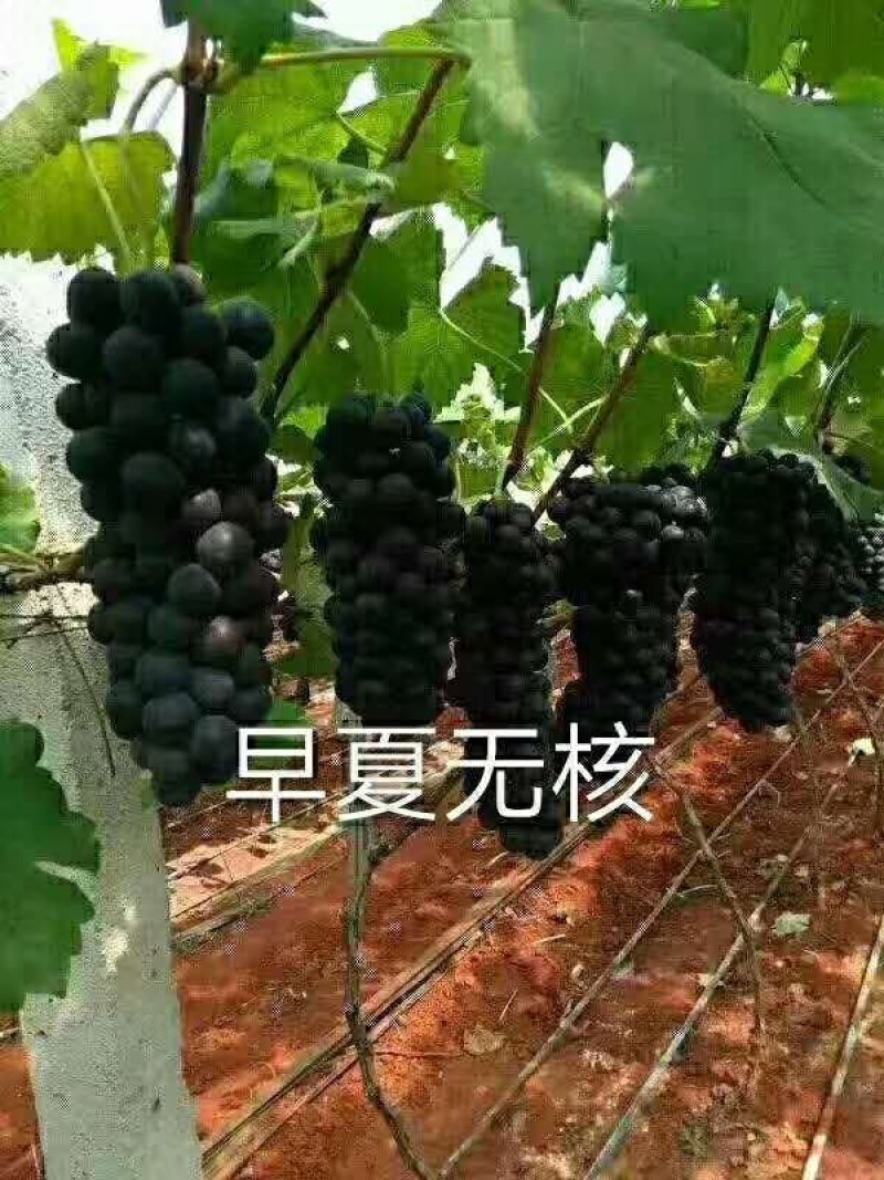 佳旺葡萄苗木基地