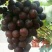 佳旺葡萄苗木基地