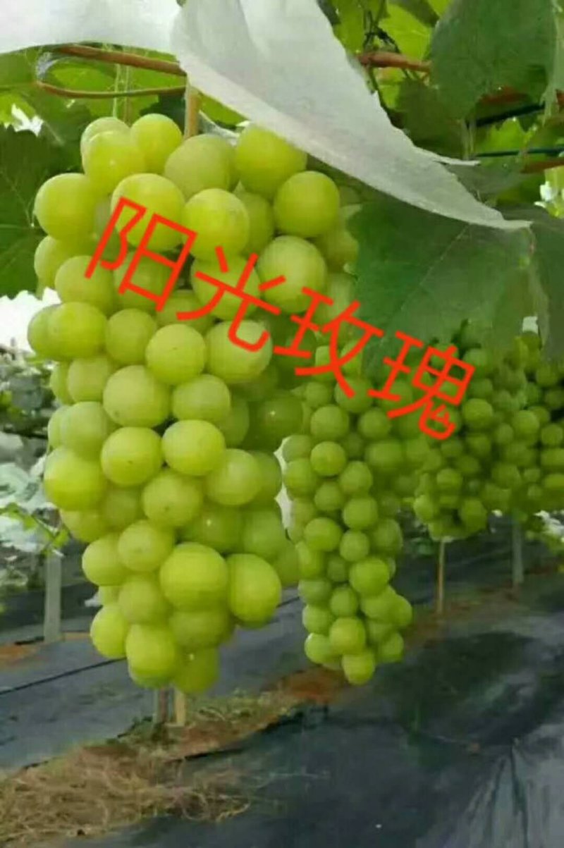 佳旺葡萄苗木基地