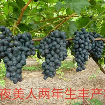 佳旺葡萄苗木基地