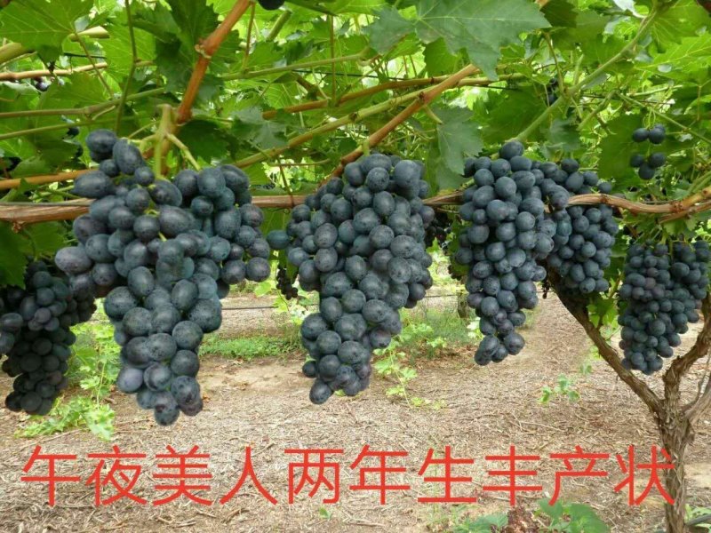 佳旺葡萄苗木基地