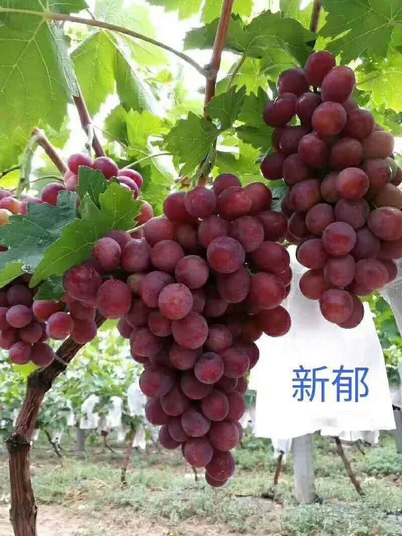 佳旺葡萄苗木基地